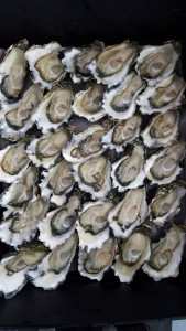 Hamiltons Oysters